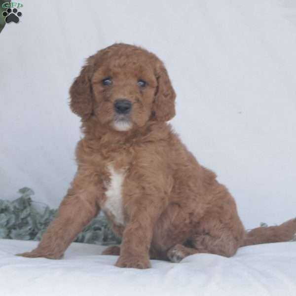 Gloria F1B, Goldendoodle Puppy